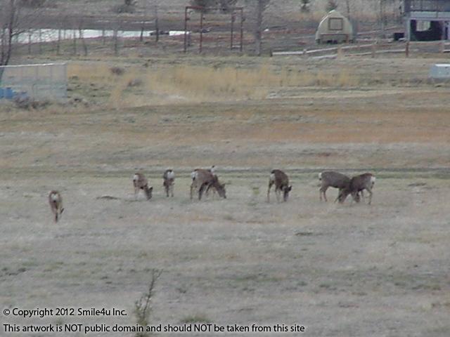 I have seen many deer and flocks of birds on my travels exploring land in Alturas, California and we spotted this big herd of locals in California Pines in April 2012! 